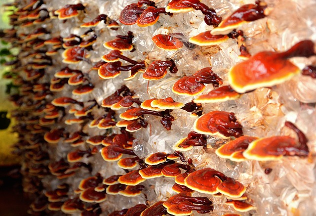 reishi houba